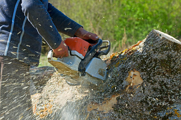 Reliable Mechanicsville, MD  Tree Services Solutions